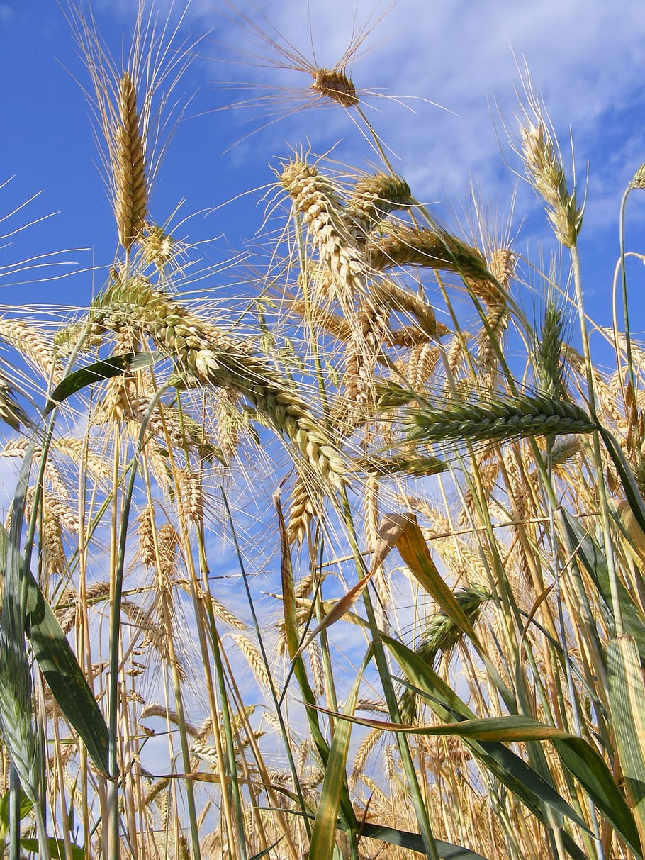 agriculture, bread, cereals, close-up, ear, grain, wheat, nature HD wallpaper