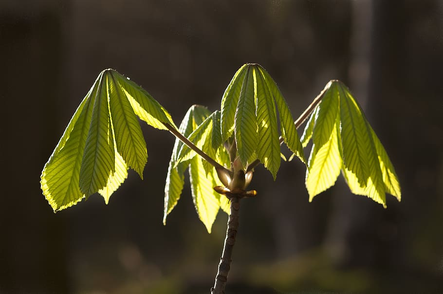 spring, sprout, green, forest, button, tree, sheet, life, branch HD wallpaper