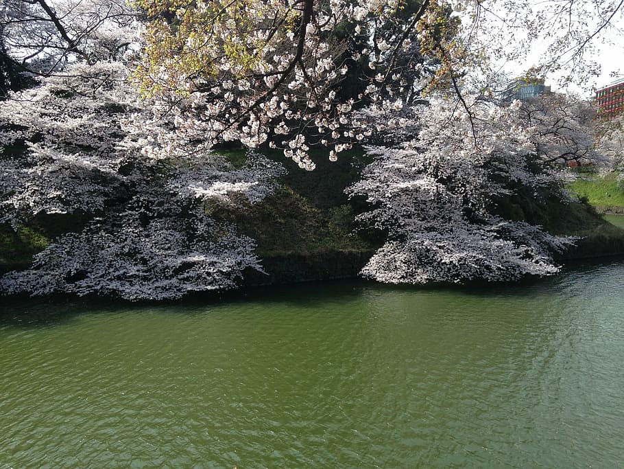 cherry, pond, spring, flowers, japan, tree, plant, beauty in nature HD wallpaper