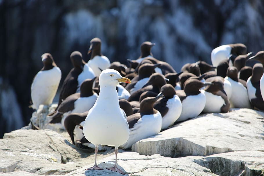 Herring Gull, Guillemots, farne islands, cliff, seabird, wildlife, HD wallpaper