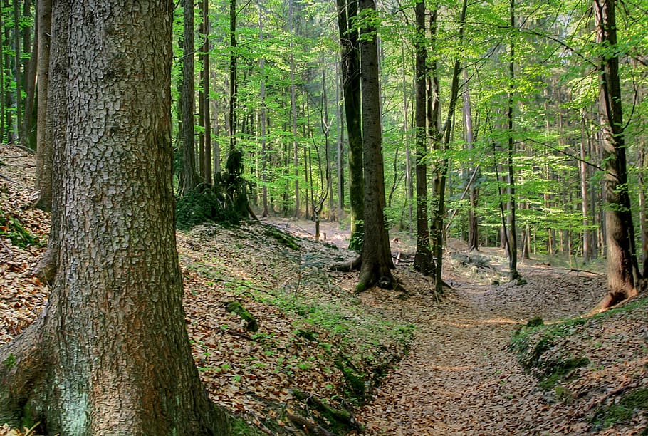 forest, spring, nature, beech, tree, green, maiwald, landscape HD wallpaper