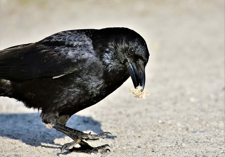 macro photography of crow, raven, raven bird, feather, black