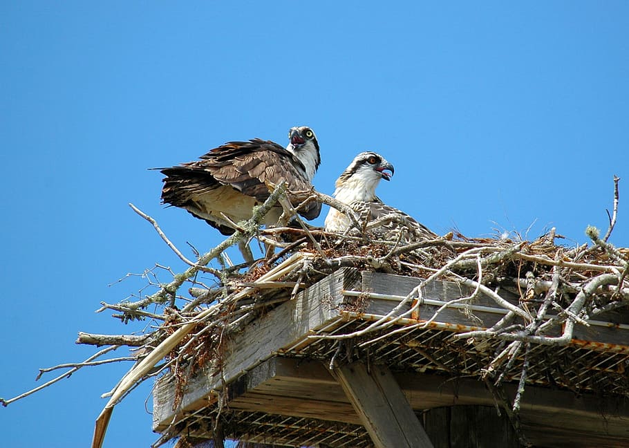 Ospreys, Hawks, Birds, Nest, young, birds of prey, animal Nest HD wallpaper