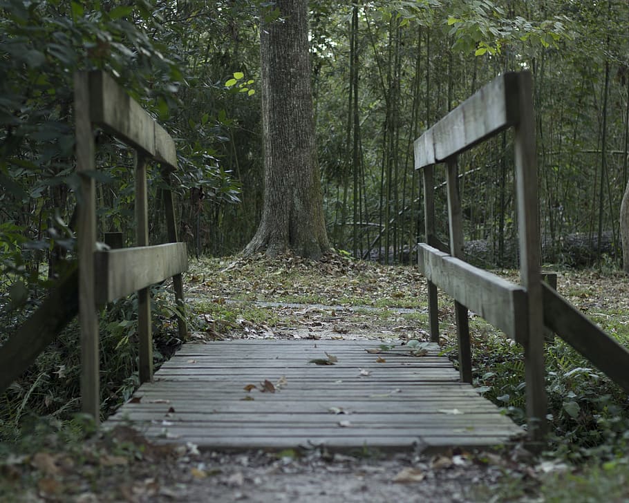 Bridge, Woods, Dark, tree, no people, forest, outdoors, tree trunk HD wallpaper