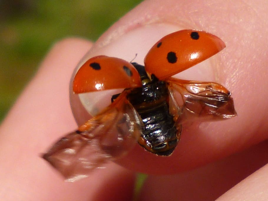 ladybug, red, flight, insect, invertebrate, animal themes, one animal HD wallpaper
