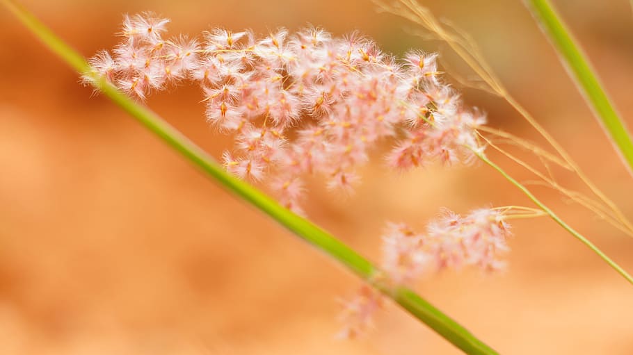 selective photography of white dandelion flower, grass, pink HD wallpaper