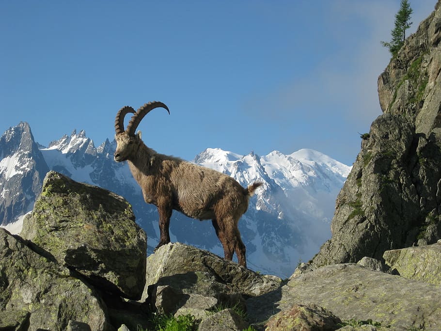 brown ram on top of grey rock, mont blanc, ibex, nature, chamonix, HD wallpaper