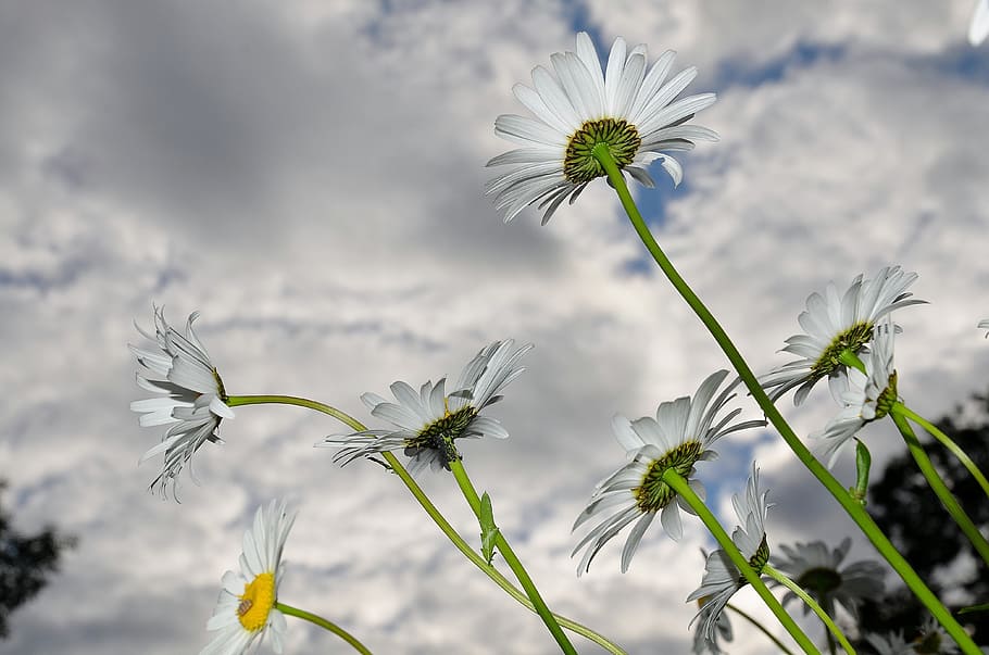 Daisy, Daisies, Spring, Blooms, Flower, nature, summer, growth HD wallpaper