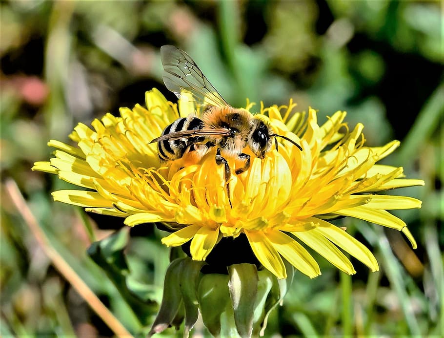 wasp, bee, pollen, insect, animal, nature, macro, dandelion HD wallpaper