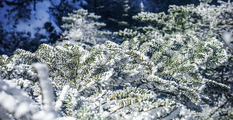 winter, tree, snow, cold, forest, snowflakes, frozen, nature HD wallpaper