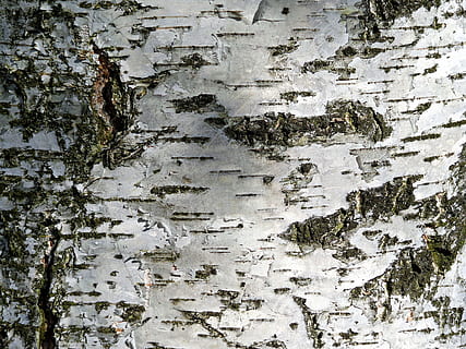 Tree, Birch, Nature, Forest, Beauty, the bark, plants, background HD wallpaper