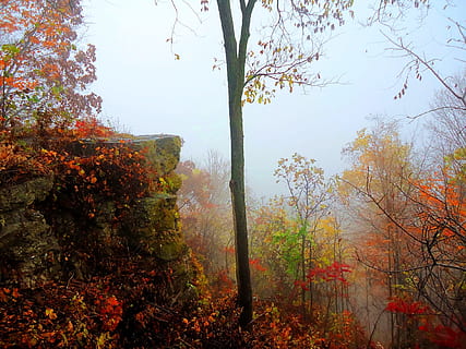 low angle photo of orange leafy tree beside rocks and trees during cloudy day HD wallpaper