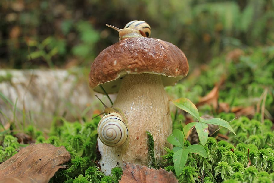 selective photograph of mushrooms with snails, a brown snail on top of brown mushroom HD wallpaper