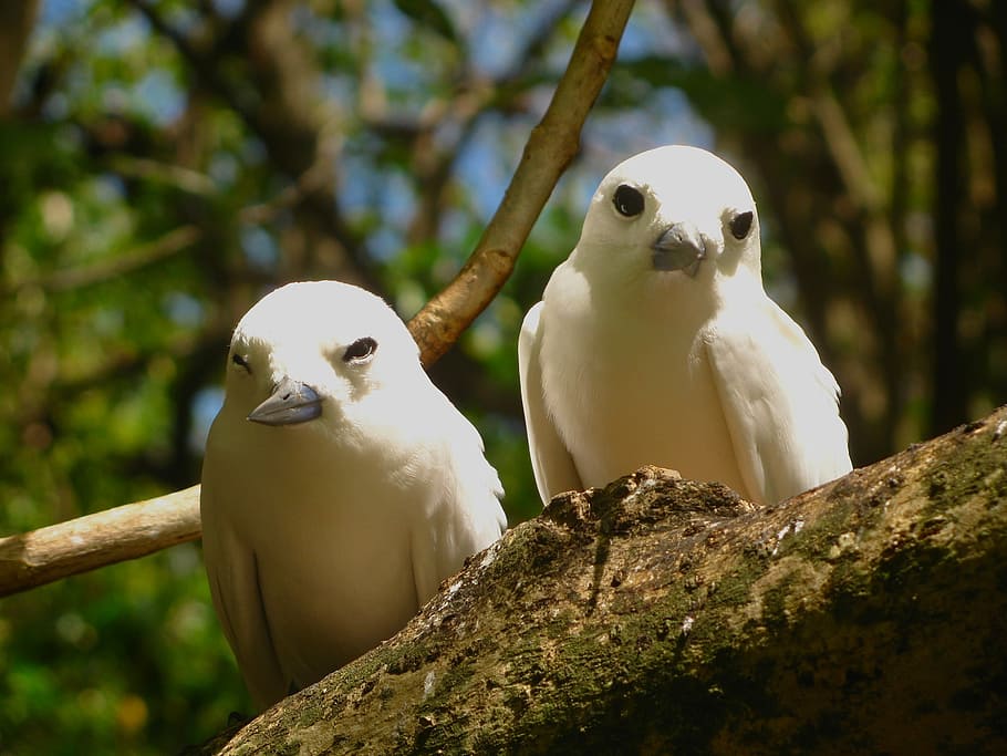 White Tern, Terns, Birds, Branch, Limb, tree, perch, perched HD wallpaper