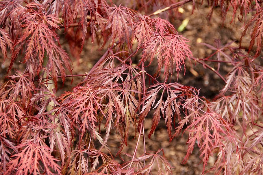 red maple, japanese, plant, day, no people, tree, nature, close-up HD wallpaper