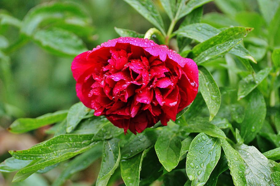 Peony, Drip, Raindrop, Nature, macro, beaded, drop of water HD wallpaper