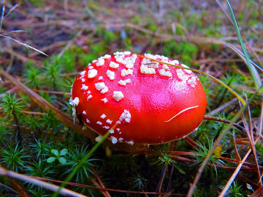 forest, mushroom, fly agaric, mood, autumn, nature, toxic, gift HD wallpaper