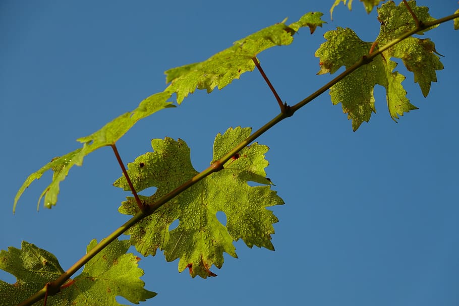 leaf, plant, growth, nature, tree, vine, grapevine, plant part HD wallpaper