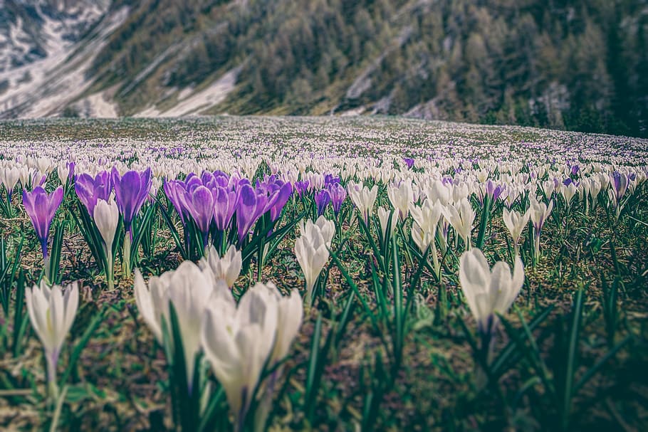 field of star of Bethlehem flowers, white and purple crocus flowers near mountain at daytime HD wallpaper