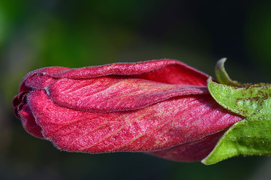 close-up photo of red rosebud, hibiscus, blossom, bloom, flower HD wallpaper