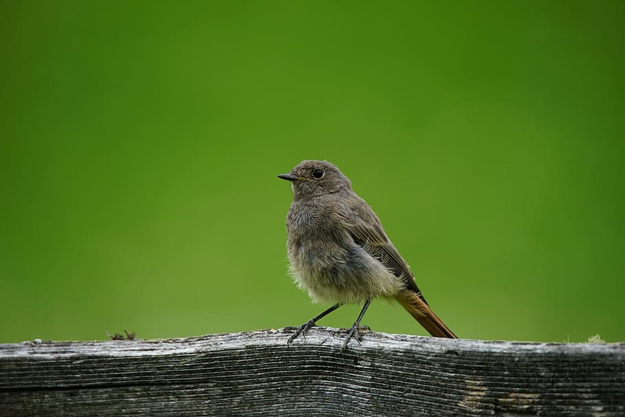 bird, sparrow, volatile, nature, fauna, feathers, picket fence HD wallpaper