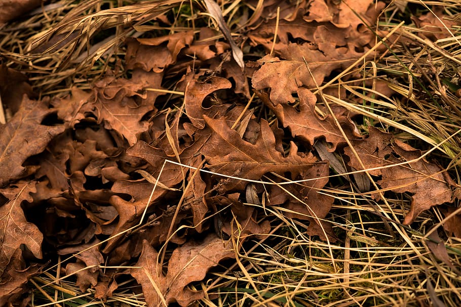 leaves, autumn, fall foliage, leaf, macro, forest, autumn light HD wallpaper