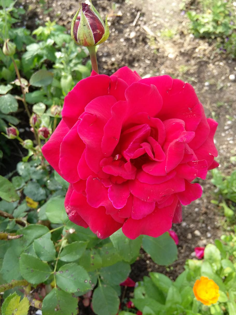 rose, love, romantic, red, red rose, rose bloom, romance, wedding day HD wallpaper