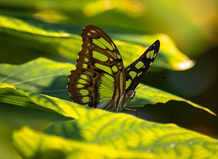 insect, butterfly, nature, animal themes, invertebrate, animal wildlife HD wallpaper