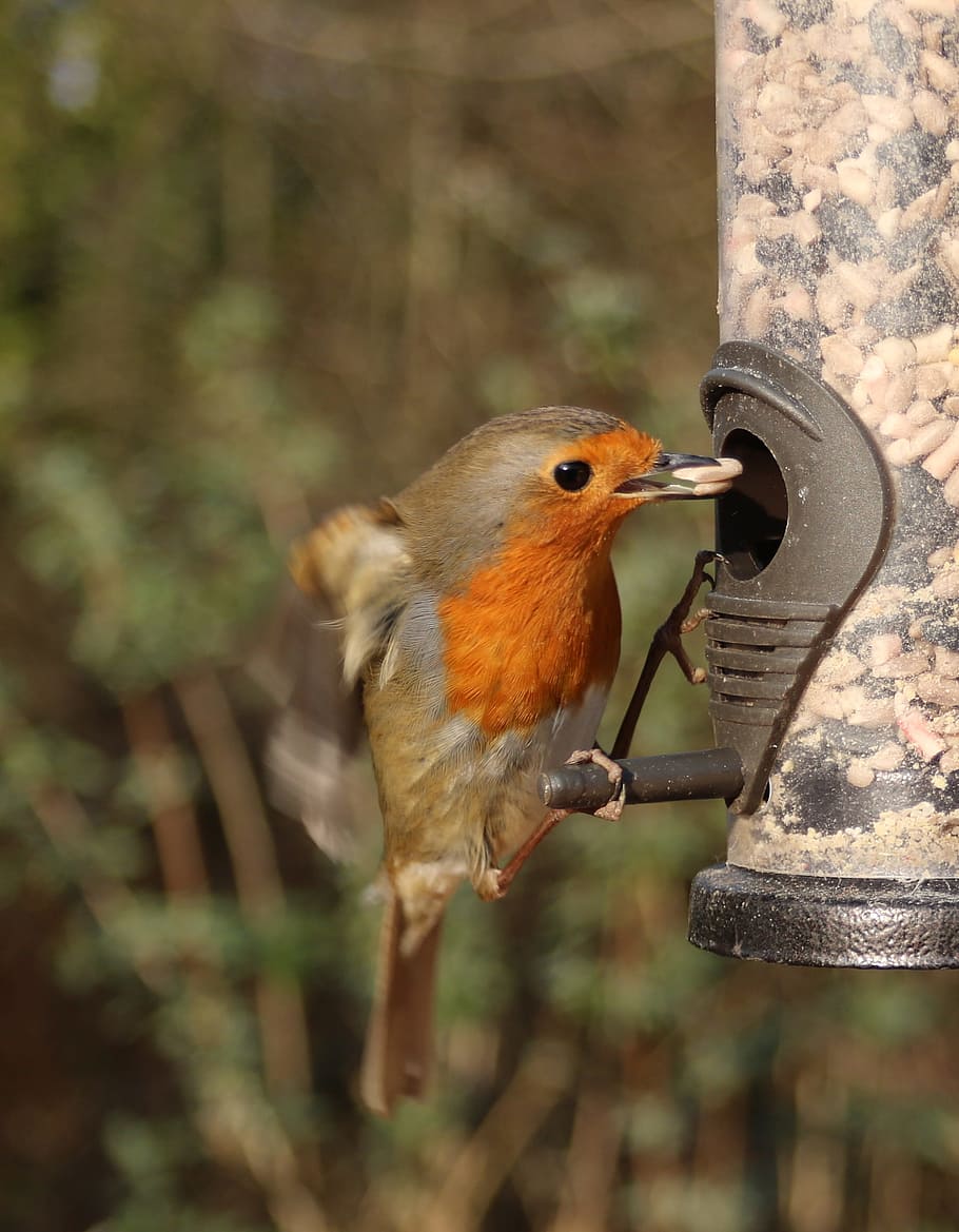 robin, flying, feeder, bird, flight, birdwatching, ornithology, HD wallpaper