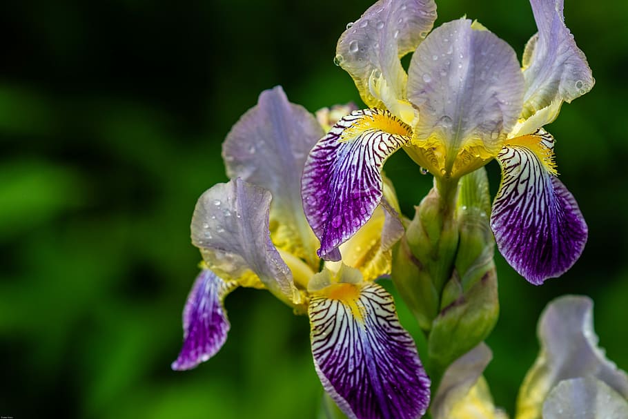 iris, raindrop, wet, blue blossom, nature, flower, plant, close HD wallpaper