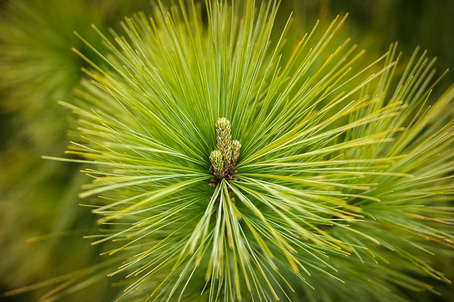 pine, needles, forest, green, pointed, tree, conifer, pine greenhouse HD wallpaper