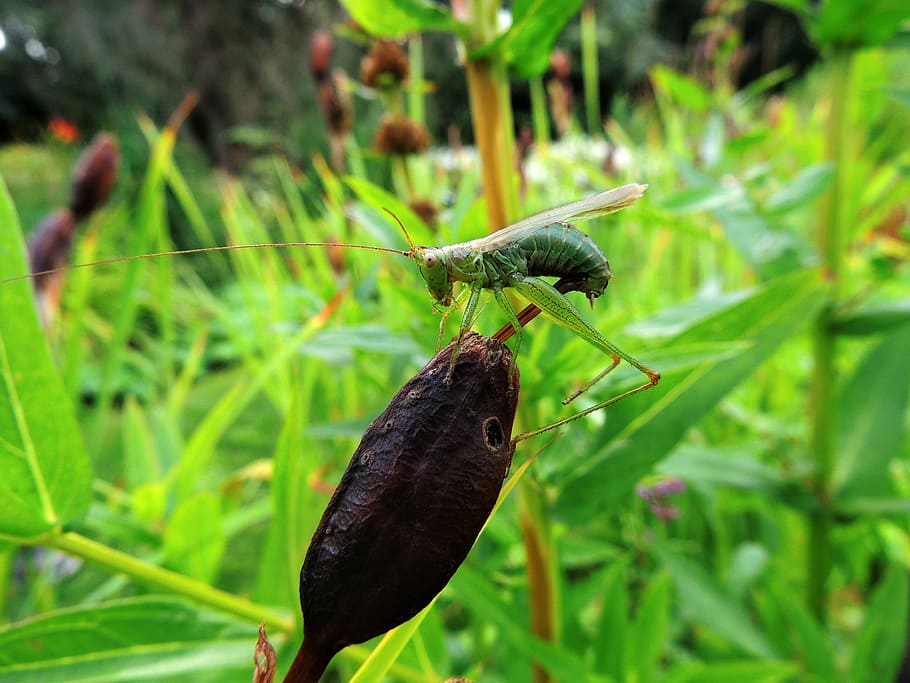grasshopper, insect, nature, green, animal themes, animal wildlife HD wallpaper