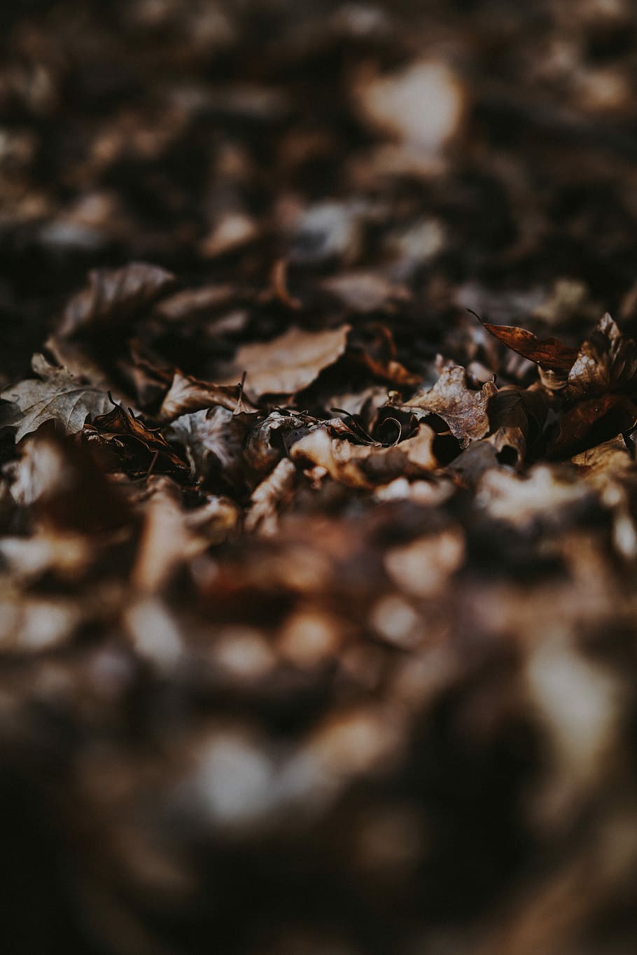 selective focus photography of dried leaves, selective focus photography of fallen withered leaves HD wallpaper
