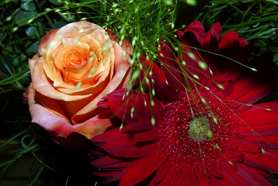 flowers, gerbera, rose, flowering plant, beauty in nature, freshness HD wallpaper