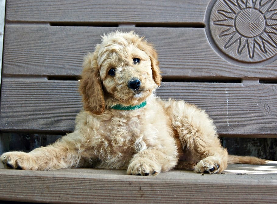 short-coated brown puppy laying on brown bench, sitting, young
