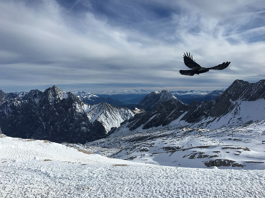 black bird flying, snow, winter, mountains, beauty in nature HD wallpaper