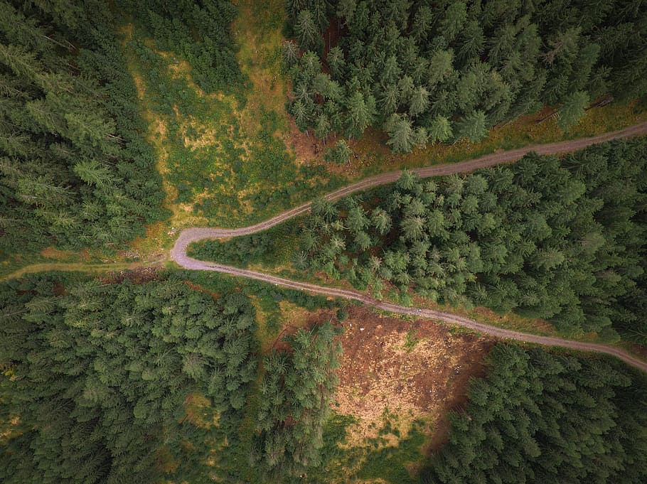 aerial photography of dirt road surrounded by trees at daytime, aerial view of trees