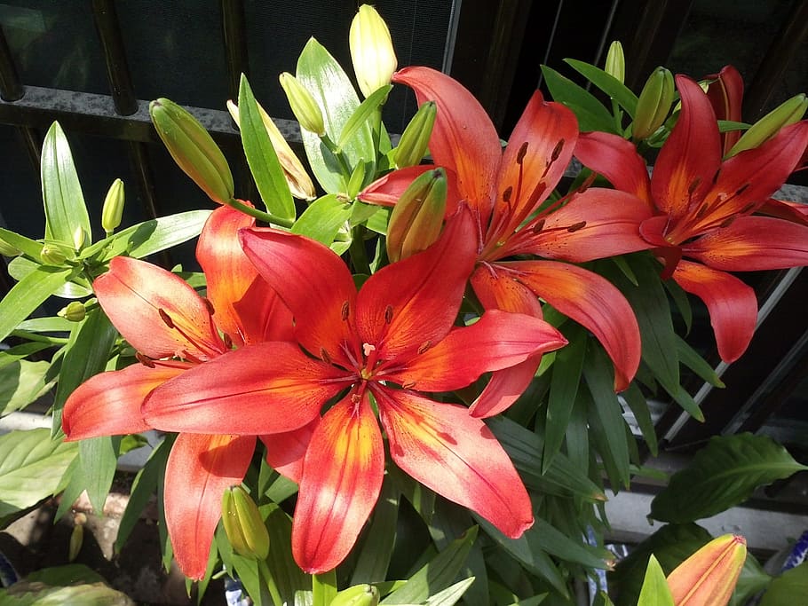 Lily, Plants, Garden, Spring, Colorful, outdoor, nature, flowers HD wallpaper