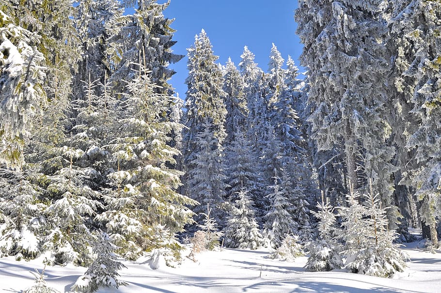 snow, wood, winter, tree, season, plant, cold temperature, beauty in nature HD wallpaper