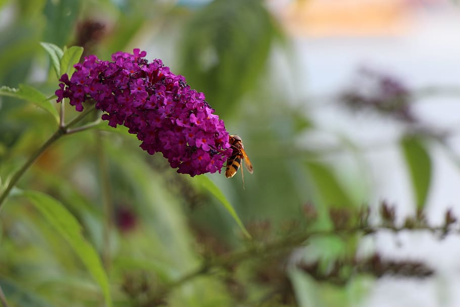 insect, blossom, bloom, flower, close, macro, nature, insect bloom HD wallpaper