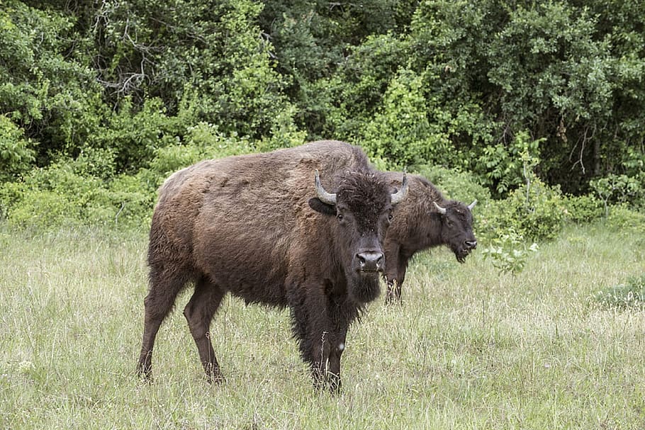 bison, buffalo, livestock, ranch, grazing, pasture, mammal, HD wallpaper