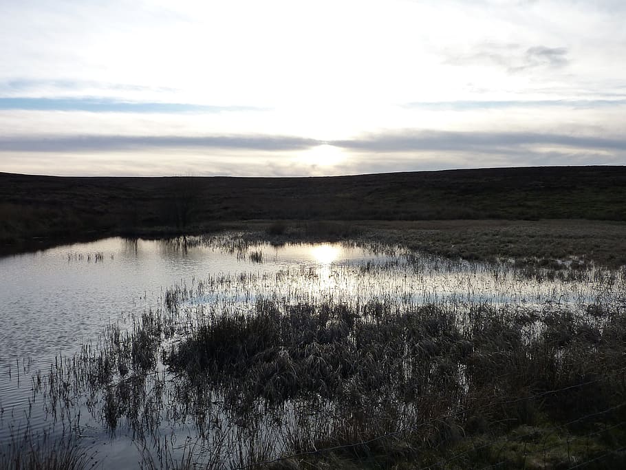 water, marsh, grey, dusk, nature, landscape, scenics, tranquility HD wallpaper