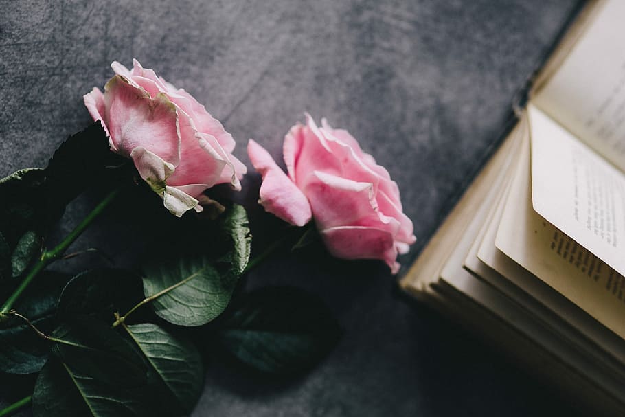 Lovely roseses, book and coffee, interior, resting, relax, essentials HD wallpaper