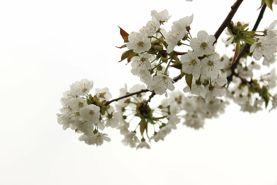 cherry, blossom, bloom, spring, tree, cherry blossom, plant HD wallpaper