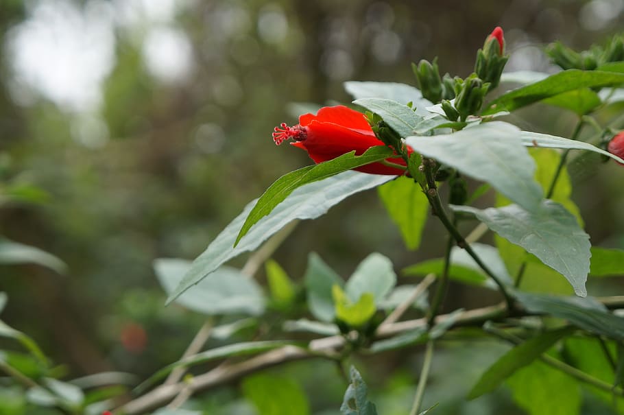 Flower, Plant, Small, Fresh, small fresh, red, nature, no people HD wallpaper