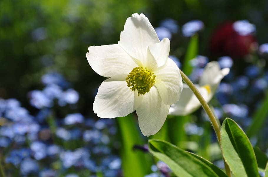 windflower, anemone, spring, nature, spring flower, blossom HD wallpaper