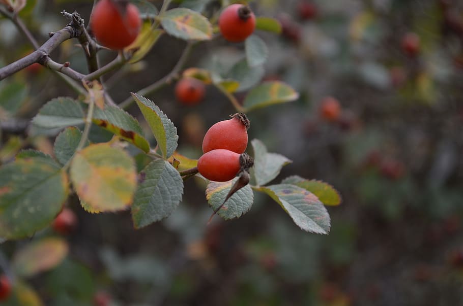 rosehip, cranberry, green, focus, fruit, food and drink, healthy eating HD wallpaper