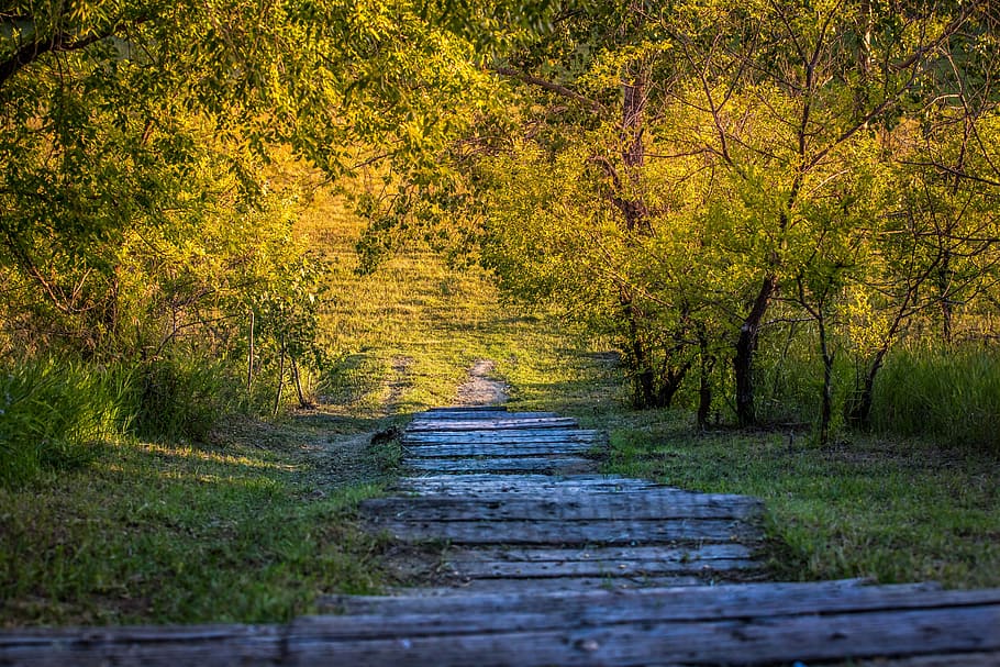 nature, steps, forest, park, way, landscape, grass, tree, walkway HD wallpaper