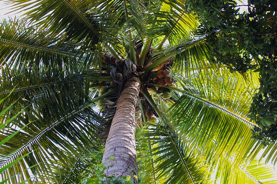 Coconut, Palm, Tropical, Tree, Tree, Leaf, beach, nature, green HD wallpaper