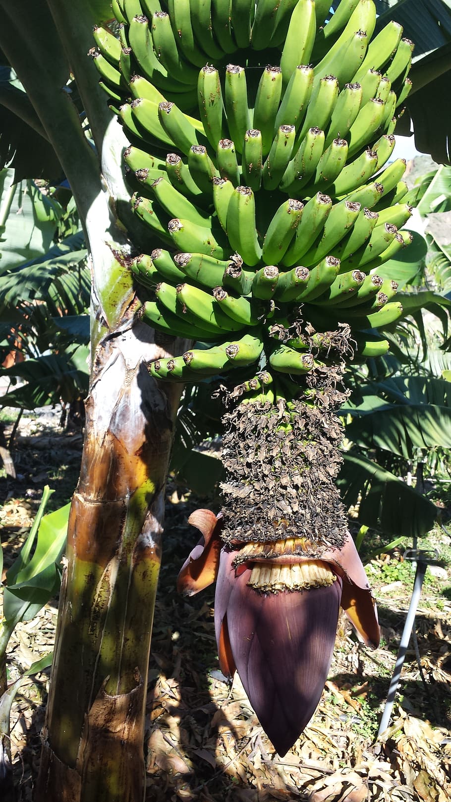 bananas, flower, tree, green, growth, plant, day, fruit, nature HD wallpaper